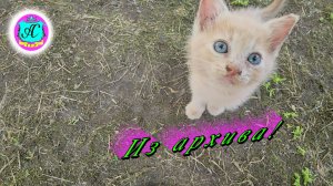 #Абхазия!🌴Сухум. Каштак. Гостевой Дом "АлиСер".❤🌹Из архива! Жизнь наших питомцев!