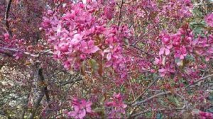 Никитский ботан сад