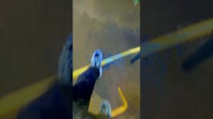 продоожения