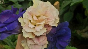 ЭУСТОМА  - КОРОЛЕВА ВАШЕГО САДА!! Перевалка Эустомы!