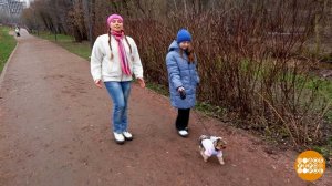 Собака, одевайся, пойдем гулять! Доброе утро. Фрагмент выпуска от 02.04.2026