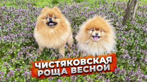 Краснодар. Чистяковская роща весной 2026. Гуляем с собаками