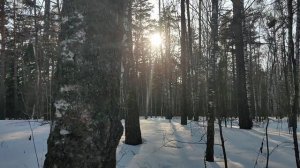 Лес и солнце: концепции информационного и постиндустриального общества - что изменилось? Введение 🤔