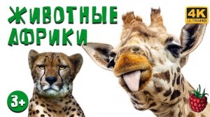 ЖИВОТНЫЕ АФРИКИ для детей