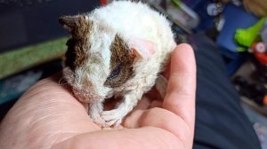 Офелия Др 02/04/26 дочь Клеопатры и Ильи , внучка Веснушки и Марселя #американский_тедди