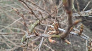 ЧЕМ ОБЕРНЁТСЯ МАРТОВСКОЕ ТЕПЛО