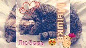 Кошка , которую звали МЫШКА 🍓🍒🐱