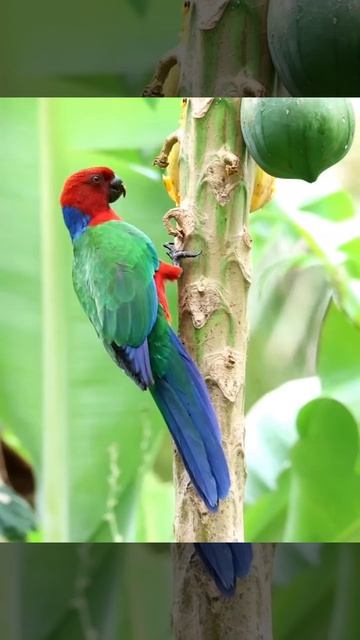 Малиновый блестящий попугай, или блестящий попугай-арлекин (Prosopeia splendens)