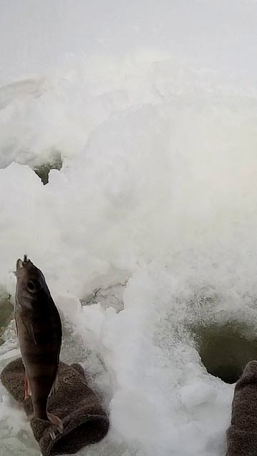 Окунь на силиконового опарыша! Ловим на искусственные наживки! Рыбалка 2026! Ролик уже на канале!