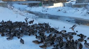 Утиная ферма 6