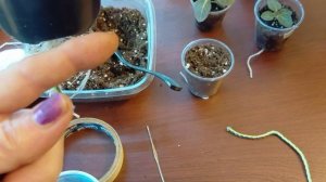 Глоксинии: как сделать и исправить фитильный полив