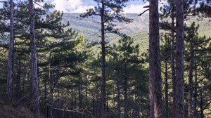 1 апреля 2026 г. Тропа Бабу-Корыто #ялта #ялта2026 #бабукорыто #кирезагач #балалма