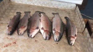 итоговый улов форели