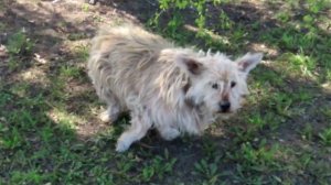 Мой бензиновый ангел. Нет больше любимки(ушёл в 2025 г)