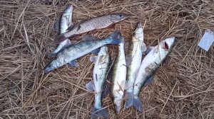 Рыбалка на СУДАКА с берега в Астрахани; Улов за 5-часов.