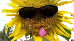 Легкие деньги и на что готова Цветочек вяленький.