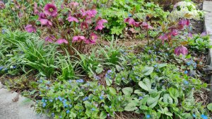 Как перезимовала бакопа и сальвия Амистад, как размножить галантусы и хохлатку семенами 31.03.2026 г