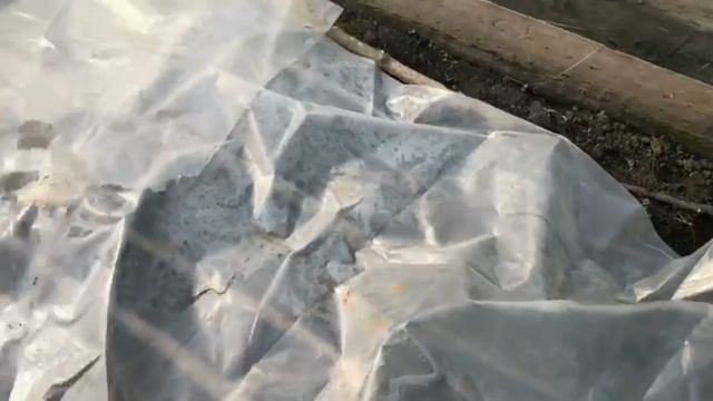 Весна/30.03.26./Давно не снимала влоги/Что растёт на огороде и клумбах/