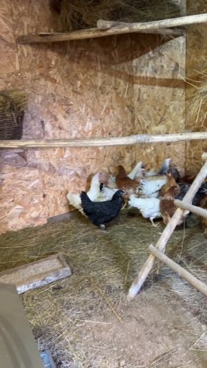 Новые жители 🐓🐓🐓#курочки #несушка #птица