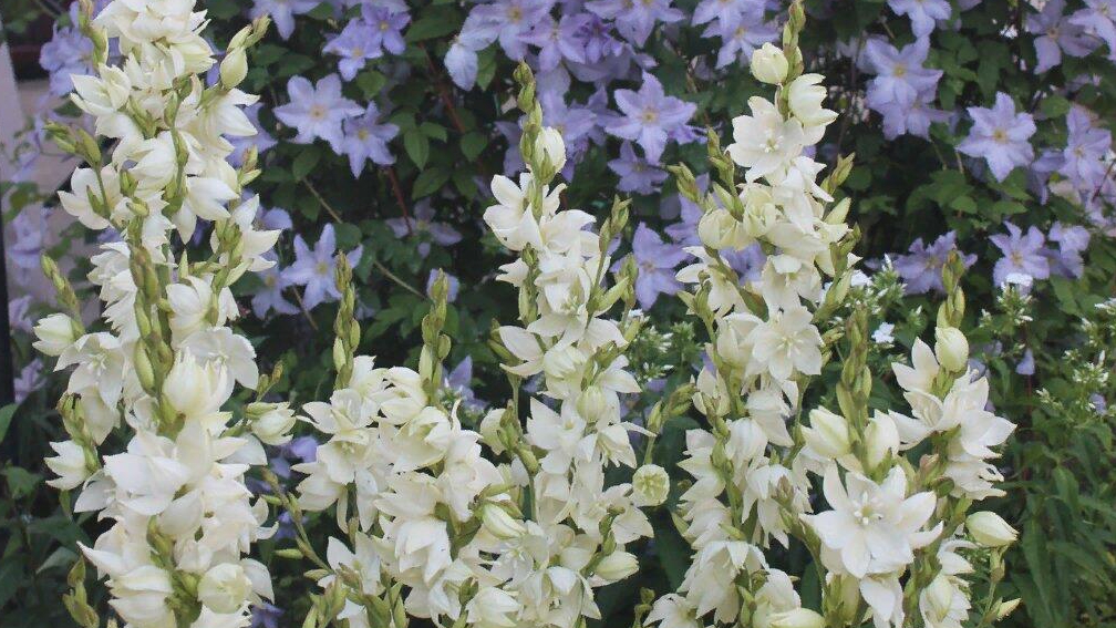 Как перезимовала Юкка???