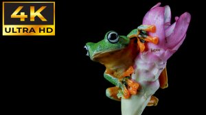 ИЗУМИТЕЛЬНОЕ ВИДЕО В 4К