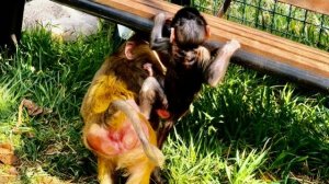 НЕВЕРОЯТНО МИЛО! Манечка настолько умная, что даже ПОДСТАВЛЯЕТ СПИНУ Николь, когда ей сложно❤️