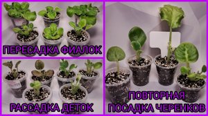 Пересадки фиалок. Отсадка и рассадка деток. Повторное укоренение черенков.
