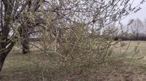 Травка зеленеет...Что за дерево?Весна идёт,весне дорогу...