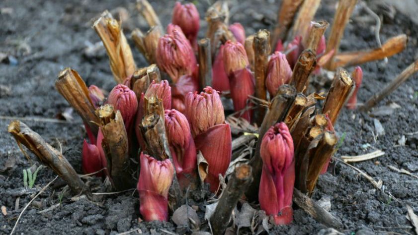 Пионы проснулись: 3 обязательные процедуры для пышного цветения 🌸