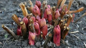 Пионы проснулись: 3 обязательные процедуры для пышного цветения 🌸