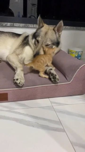 VID_20260401_121740_017