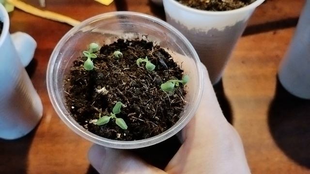 Всхожесть семян