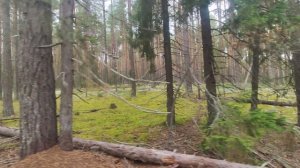 Сосновый лес