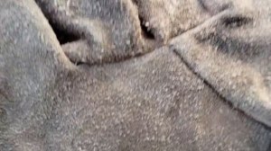 Обрезка кустовых роз 01.04.26.Перчатки для Светланы,вьющаяся гортензия для Натальи, обзор растюх