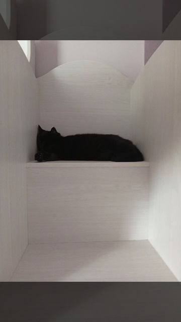 моя кошка🖤