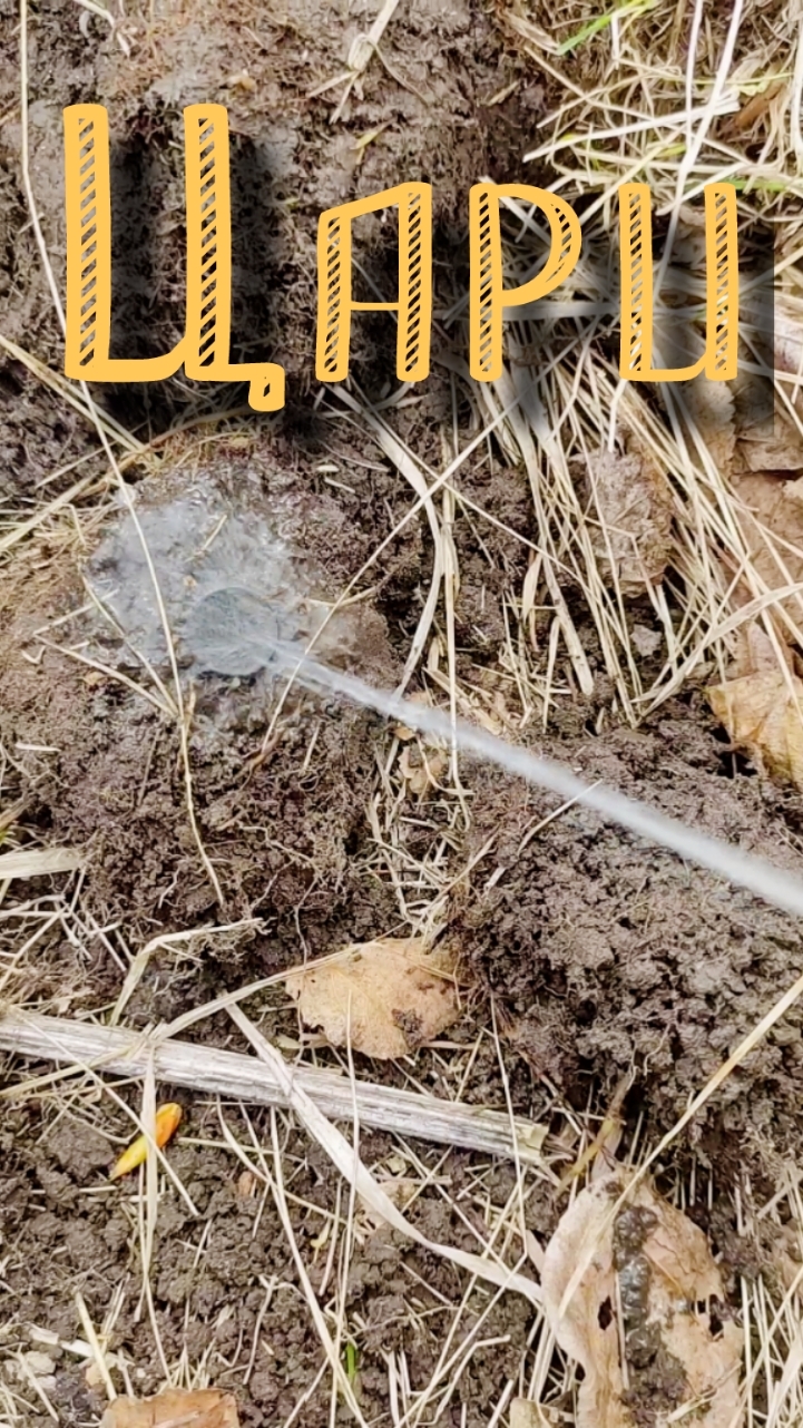 s04e13 Царёчки