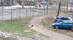 Чёрно - белая банда на свободе. Наконец-то тепло. Молодые котята играют.