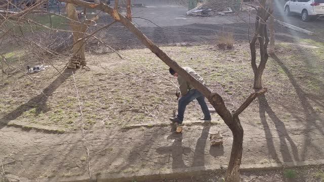 Опиловка веток цепной пилой.