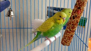 ПОДАРОК НА ДЕНЬ РОЖДЕНИЯ! МОЙ ПИТОМЕЦ! ПОПУГАЙ КЕША!КАК ВЫБРАТЬ МОЛОДОГО ПТЕНЦА,МАЛЬЧИКА.