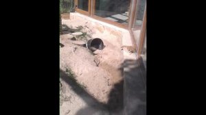 Чето роют животные Питерсикй зоопарк What animals dig at the St. Petersburg Zoo