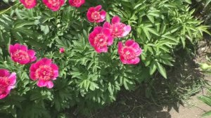 Пион Anemoneflora Rosea