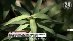 Какие южнобережные растения Крыма могут навредить здоровью человека?
