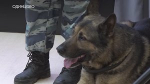 Когда собака больше чем друг