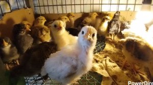 02-04-2026 Чистка у цыплят / содержание цыплят / деревенская жизнь.