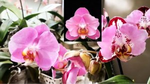 Piano много не бывает! Моих 4 - Fangmei Black Piano