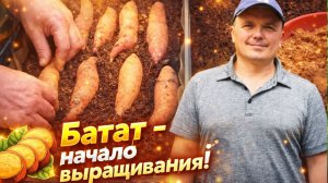 Ставим батат на проращивание- как легко получить много рассады батата