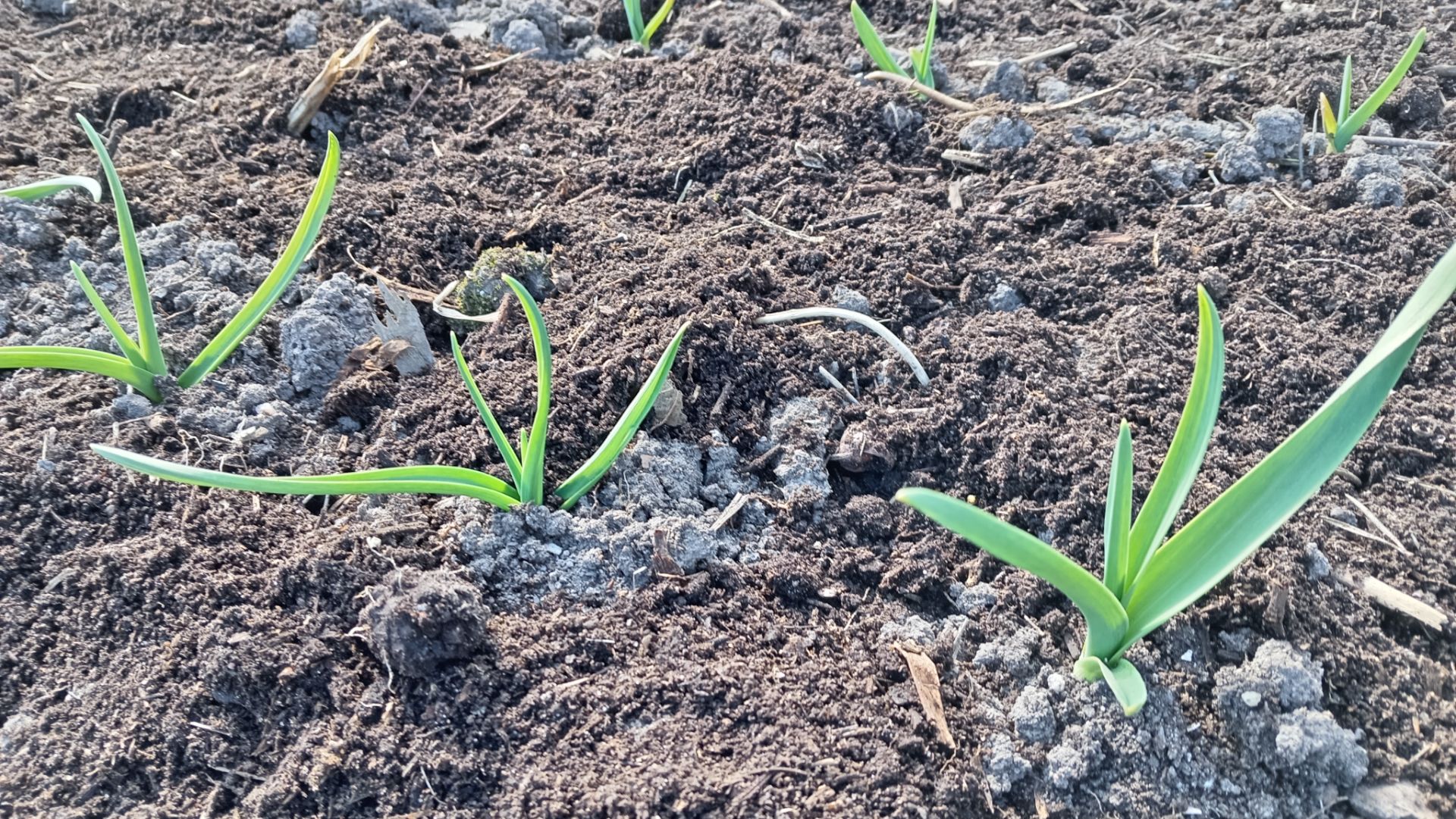 В ОГОРОДЕ И ТЕПЛИЦЕ СЕГОДНЯ.