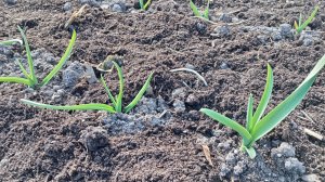 В ОГОРОДЕ И ТЕПЛИЦЕ СЕГОДНЯ.