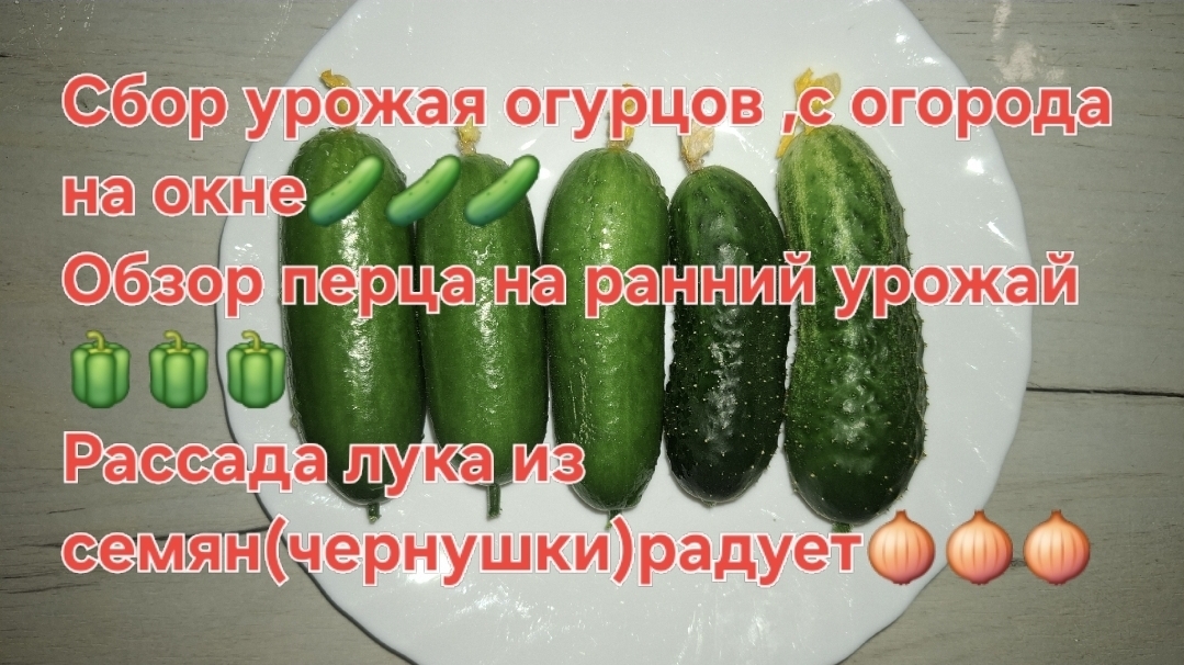 Сбор огурцов!!! Рассада лука(чернушка),перец и цветы!!!