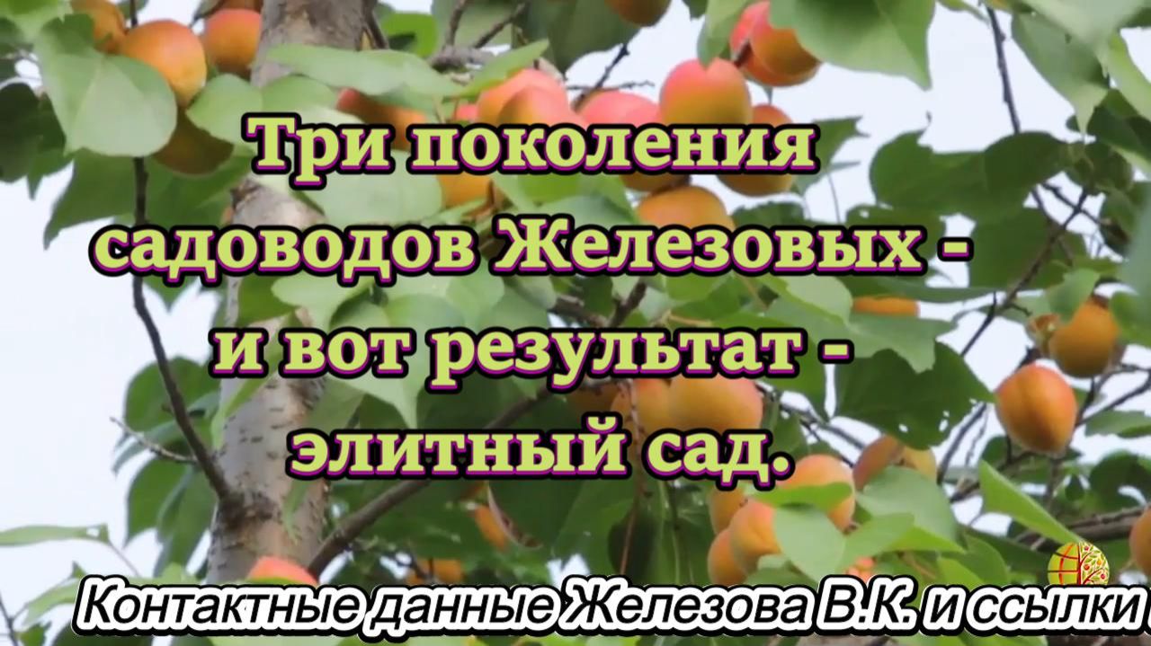Три поколения садоводов Железовых - и вот результат - элитный сад.